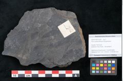Foto (Objekt + Etikett) von Pinus praeholothana Ettingshausen (NHMW-GEO-2024-0188-10228)